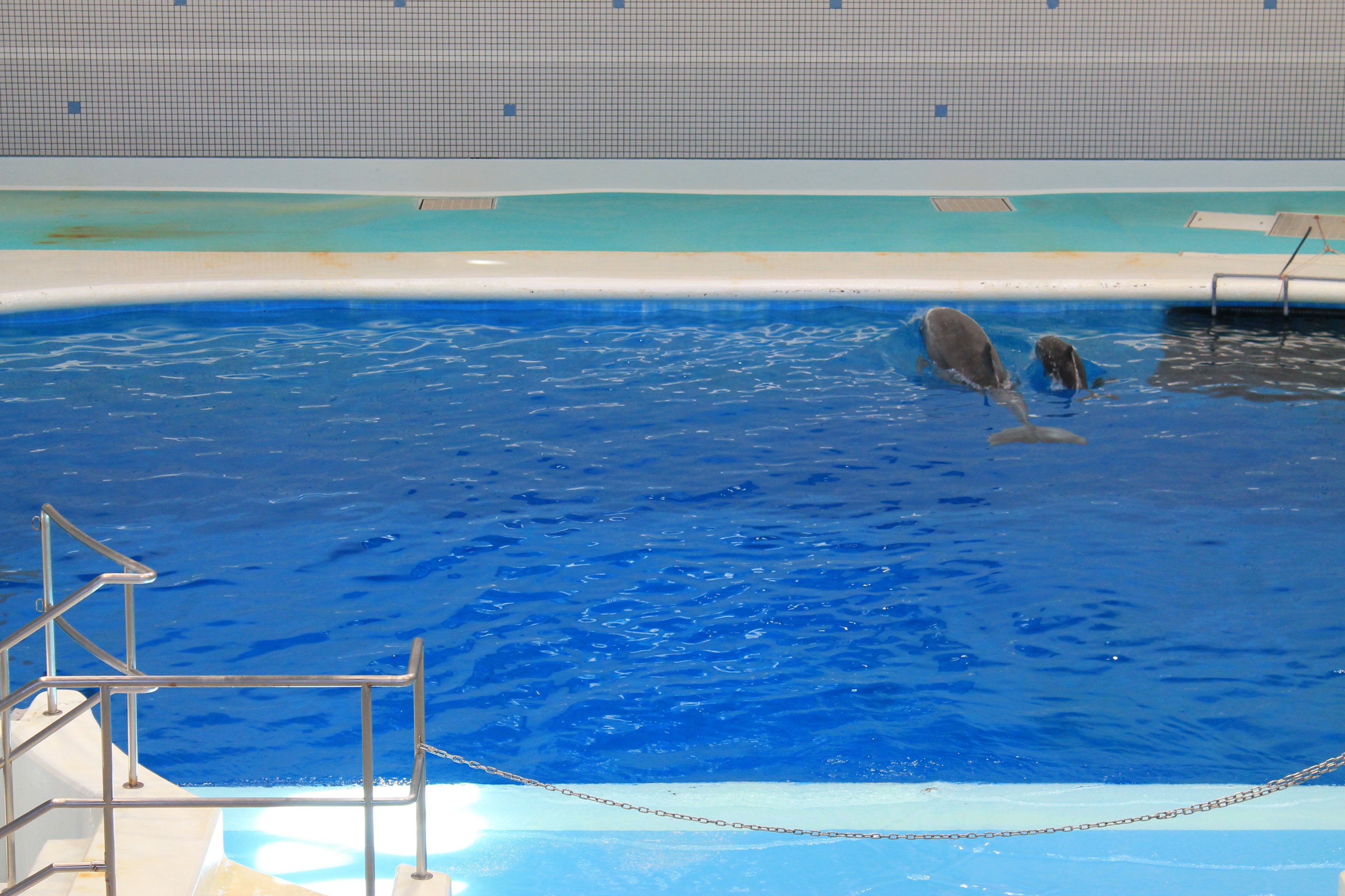 Bottlenose Dolphin and baby