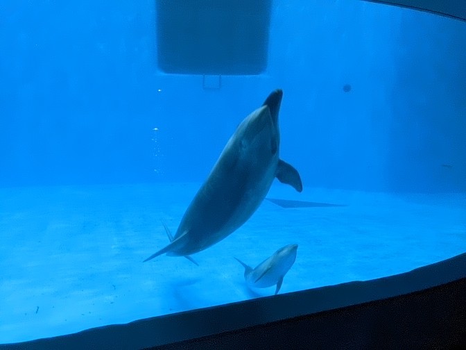 Bottlenose Dolphin and baby