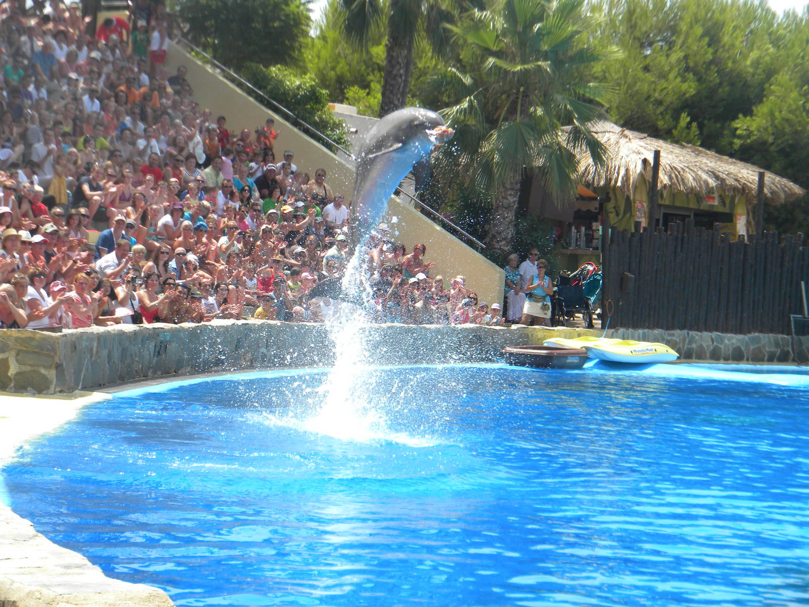 Bottlenose Dolphin at Mundo Mar 01/08/11