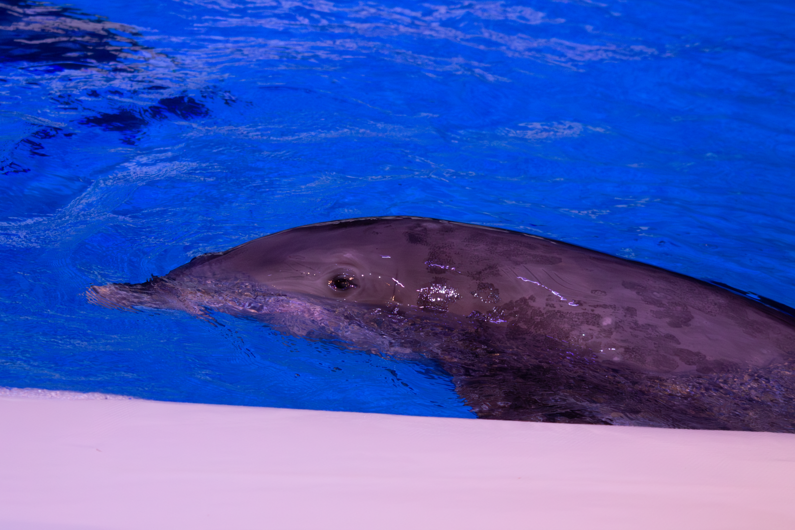 Bottlenose dolphin before show