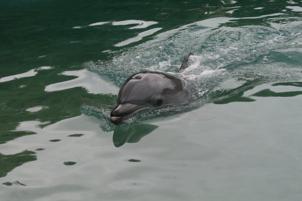 Bottlenose Dolphin calf, 2 days old