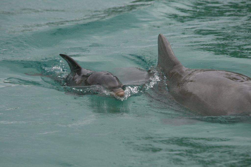 Bottlenose Dolphin calf, 2 days old