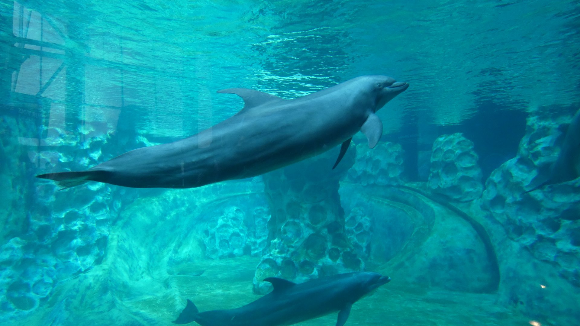 Bottlenose Dolphin, Dolphin Coast - Aug. 2021