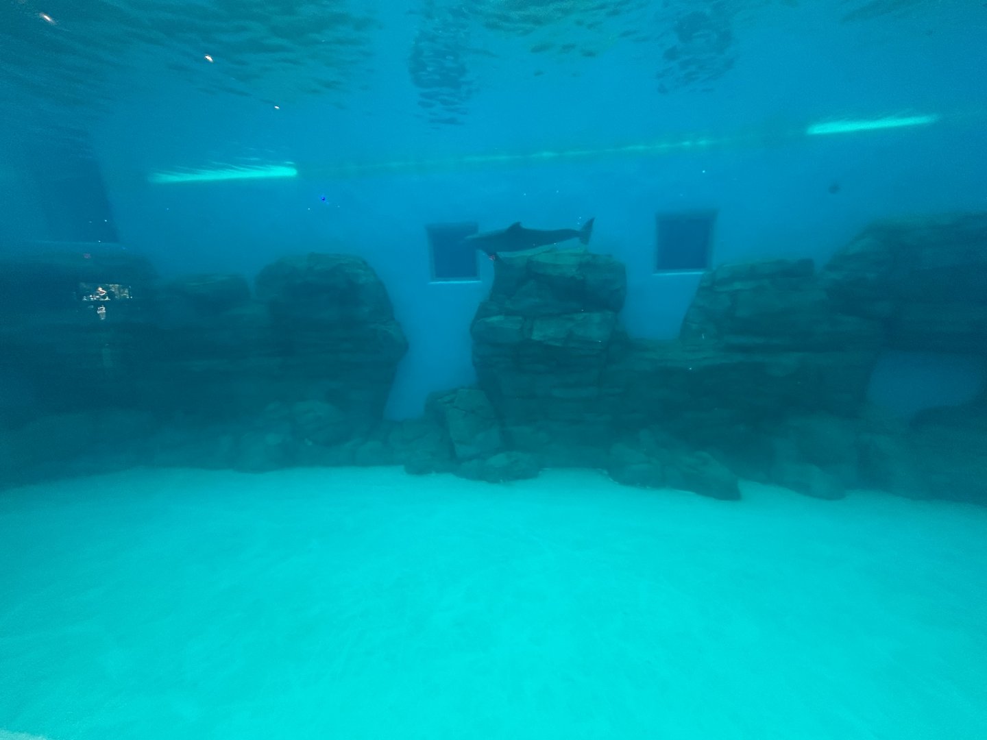 Bottlenose Dolphin Exhibit - Seven Seas