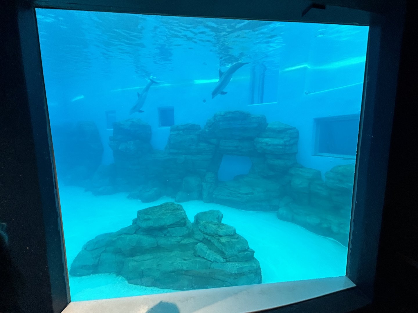 Bottlenose Dolphin Exhibit - Seven Seas