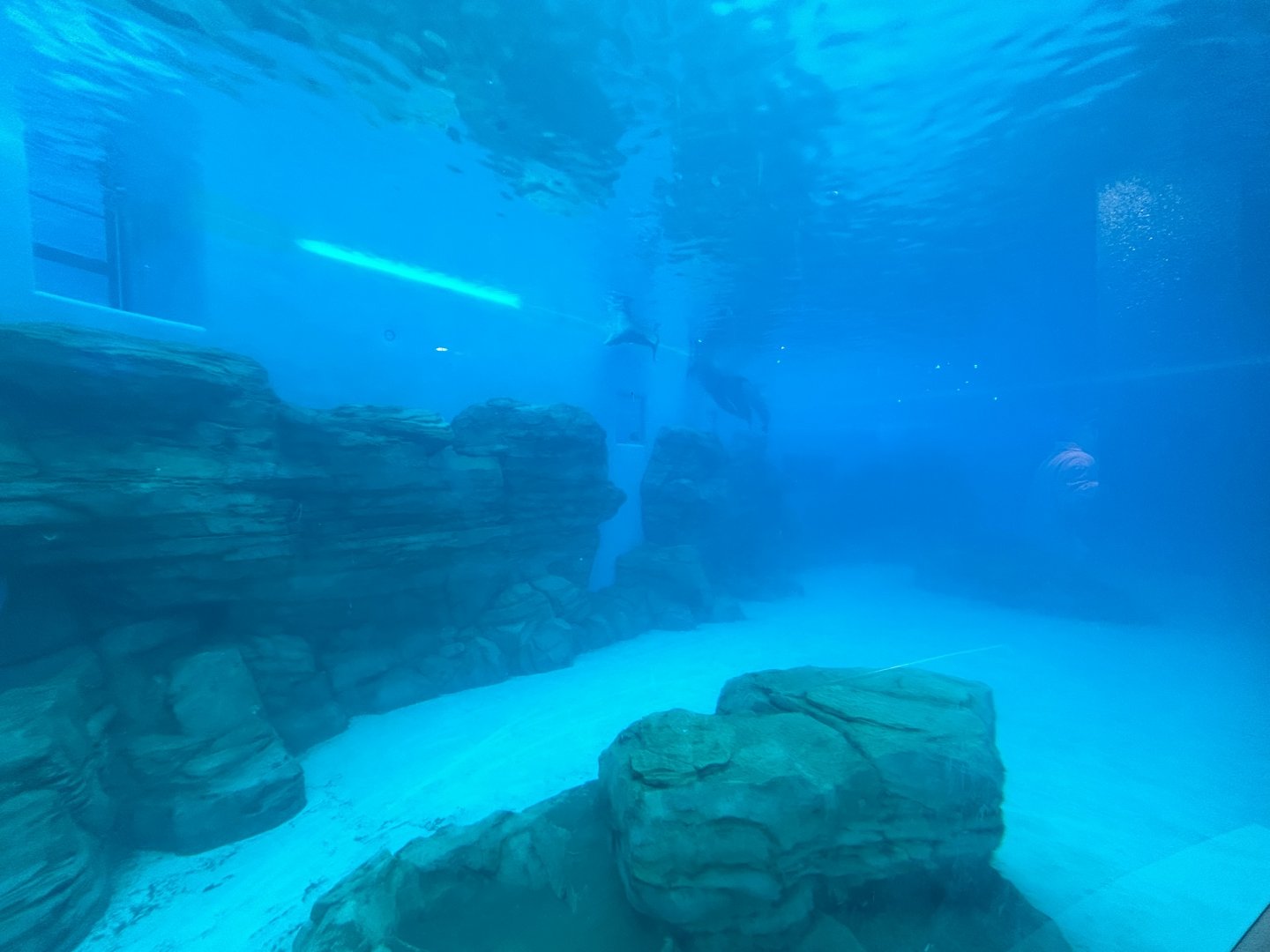 Bottlenose Dolphin Exhibit - Seven Seas