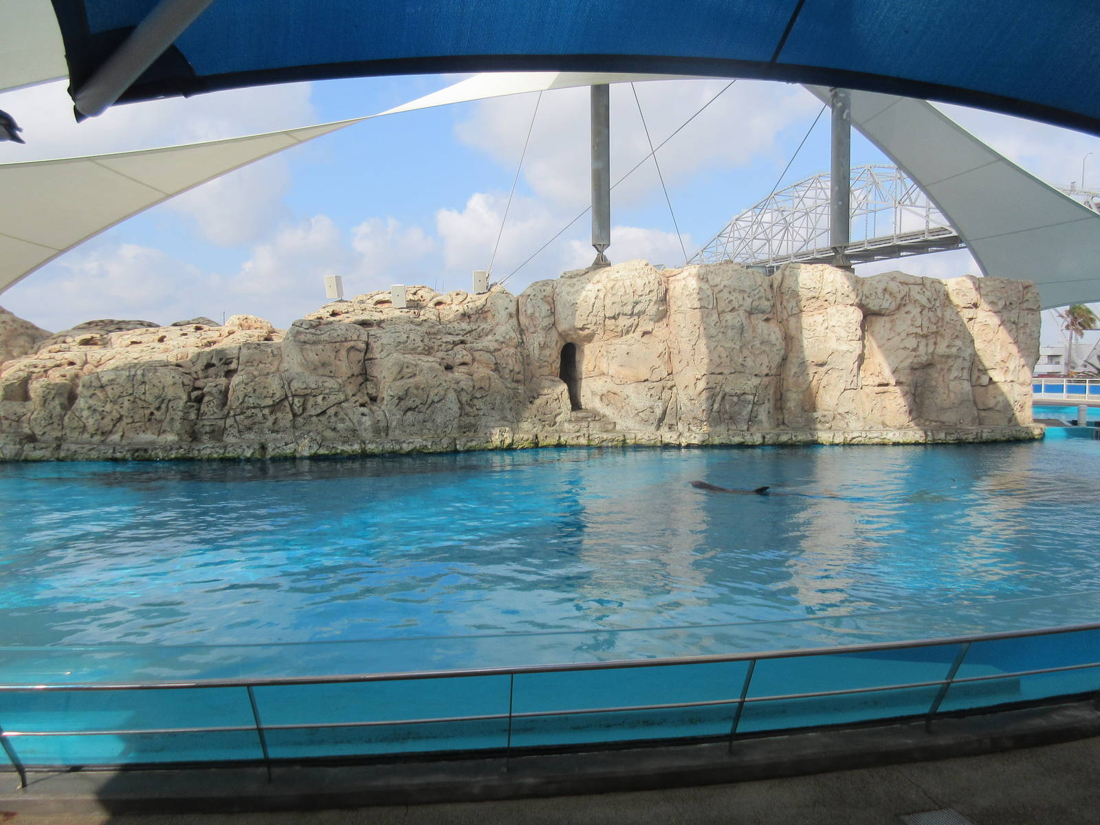 Bottlenose Dolphin Exhibit