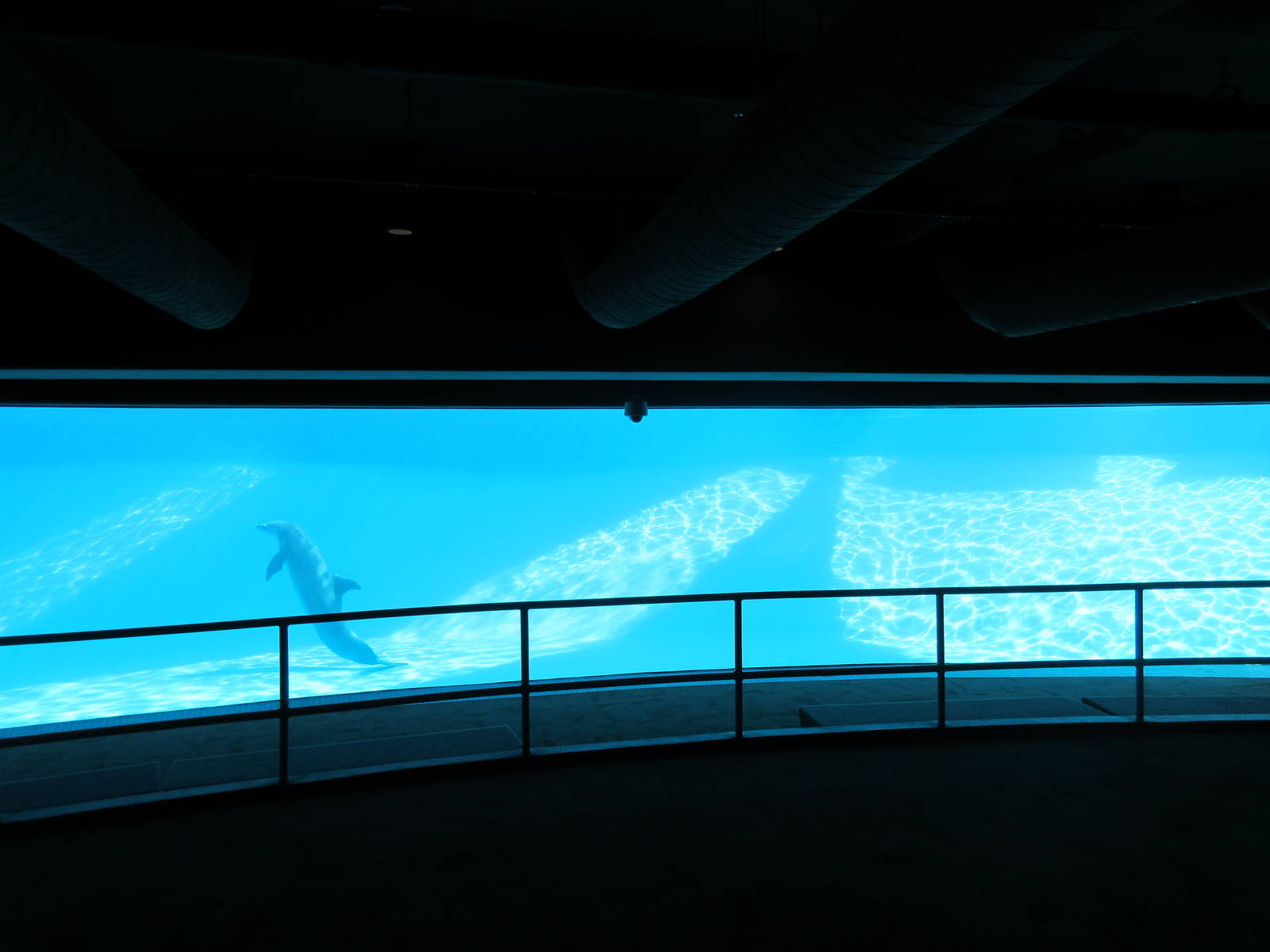 Bottlenose Dolphin Exhibit