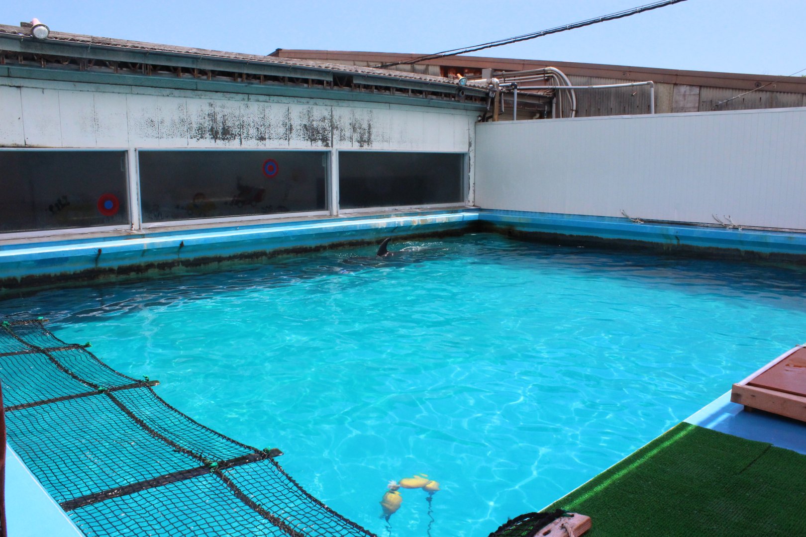 Bottlenose dolphin exhibit