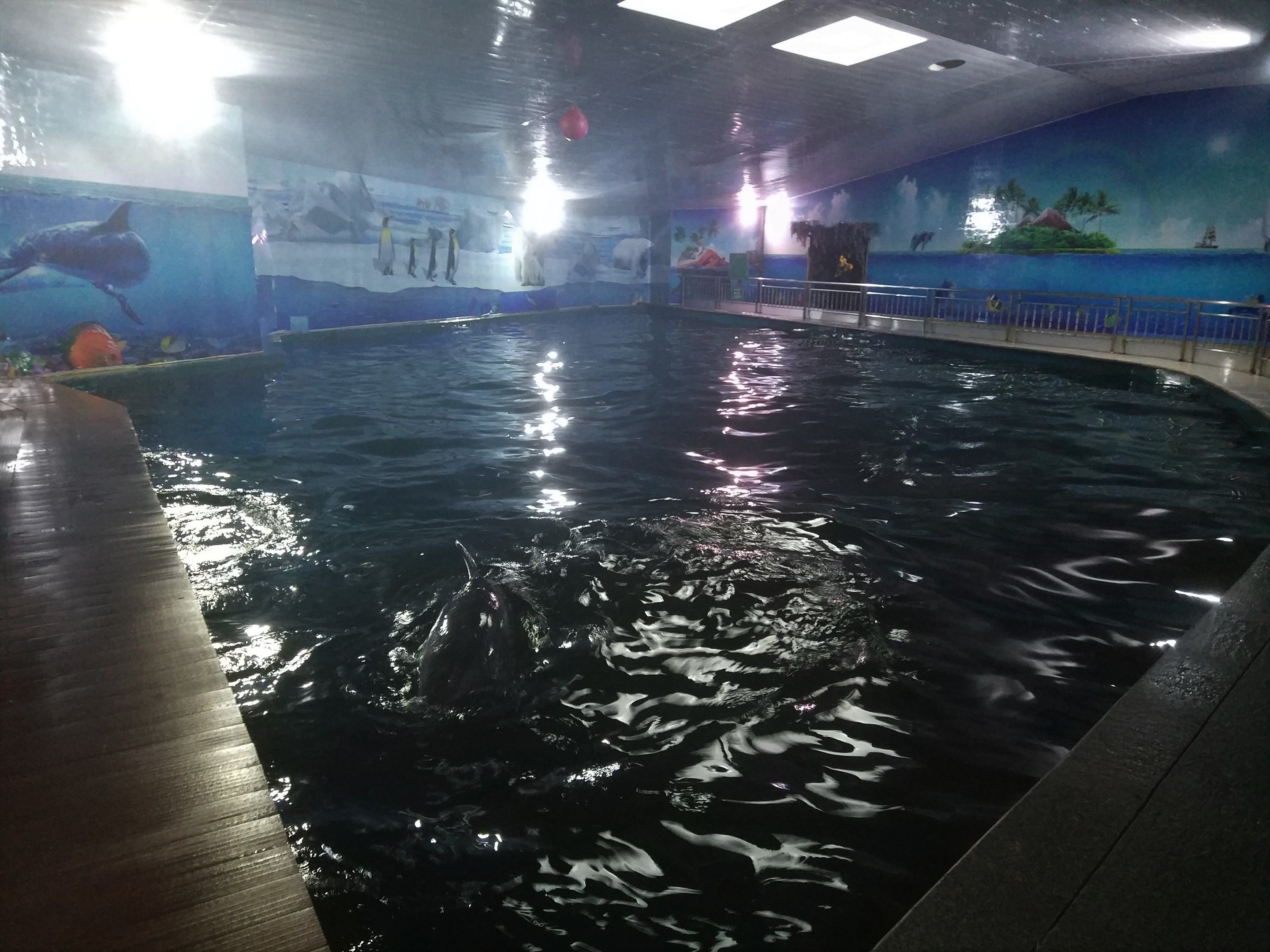 Bottlenose Dolphin Exhibit