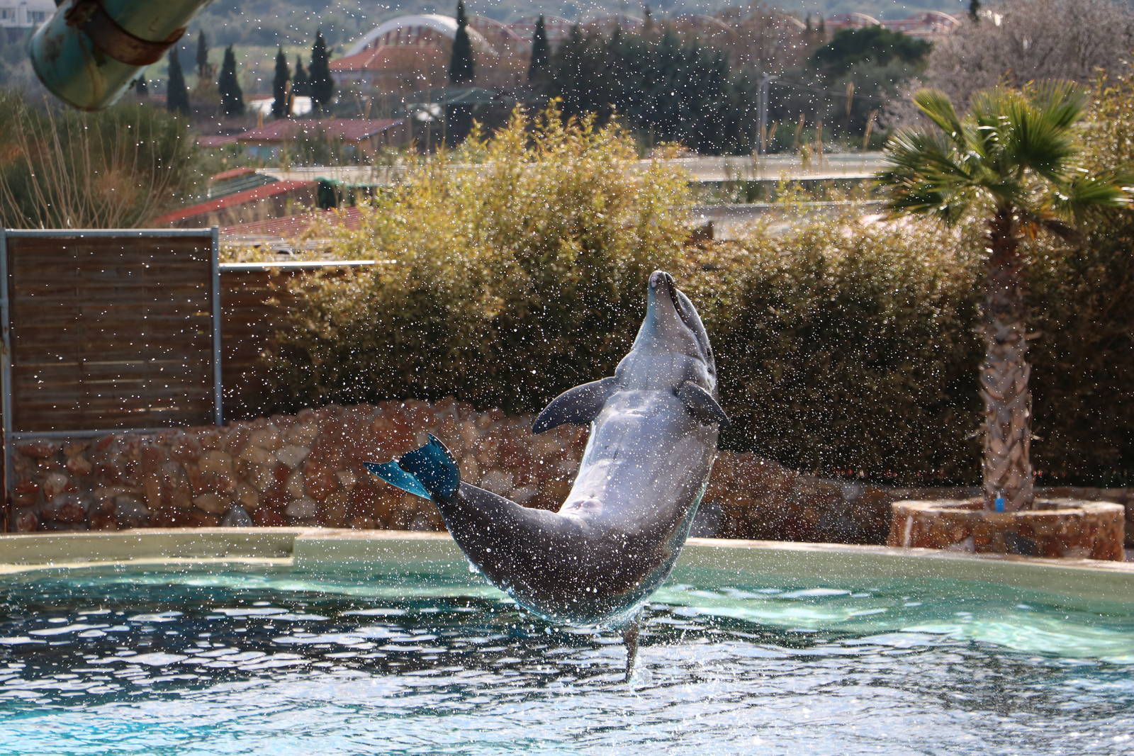 Bottlenose dolphin, February 2016