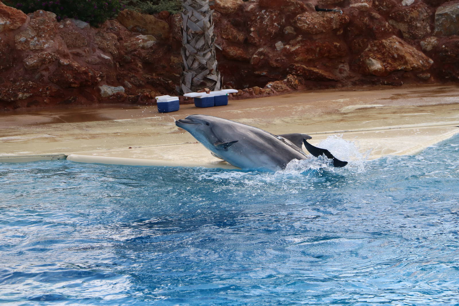 Bottlenose dolphin, February 2016