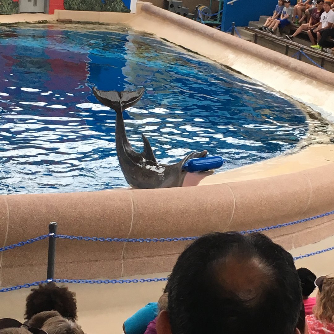 Bottlenose Dolphin + Heart-Shaped Bald Spot | Brookfield Zoo
