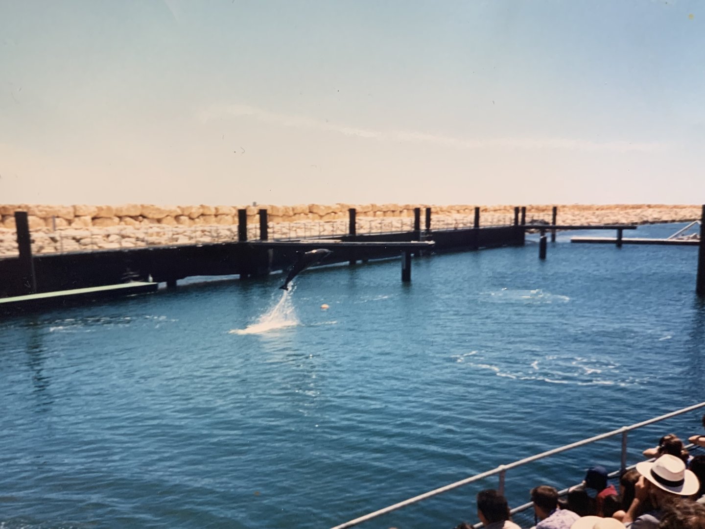 Bottlenose Dolphin in early 1990s when was still called 'Underwater World'