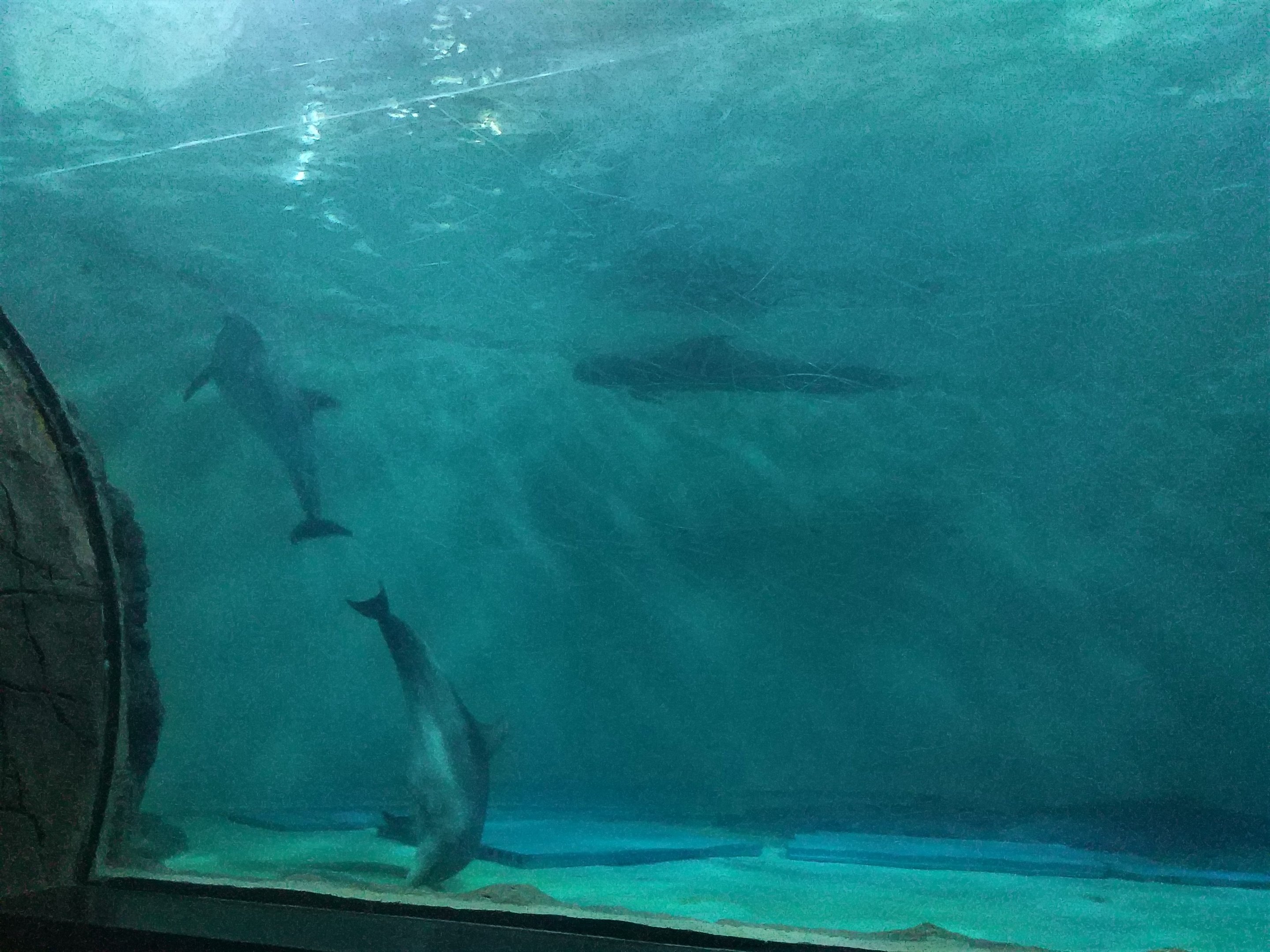 Bottlenose Dolphin & Long-finned Pilot Whale Pool