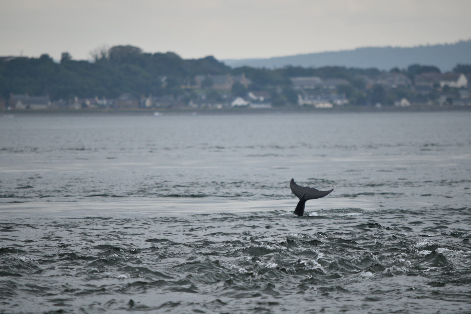 Bottlenose Dolphin - Moray Firth 2021