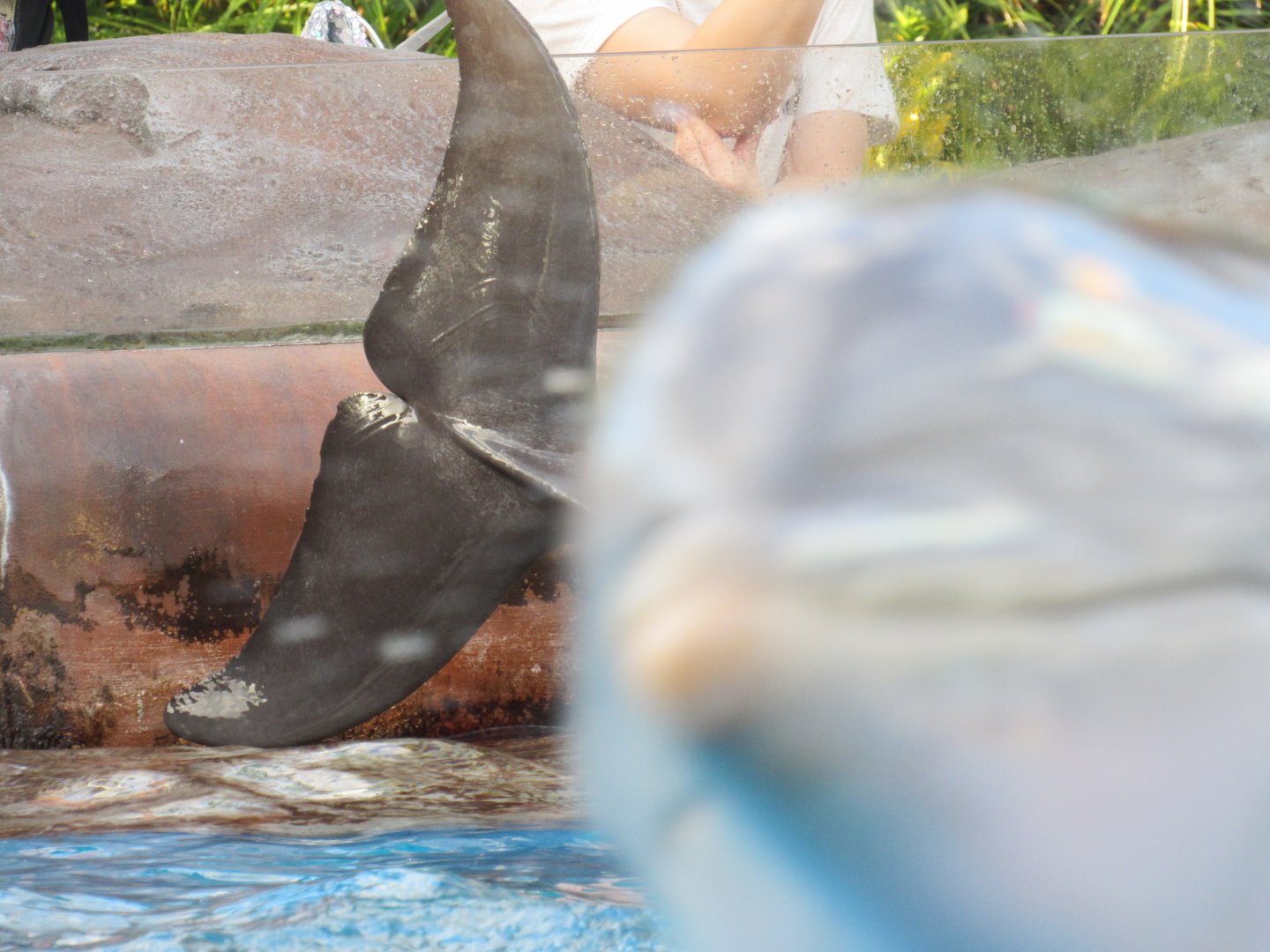 Bottlenose Dolphin - Photobomb