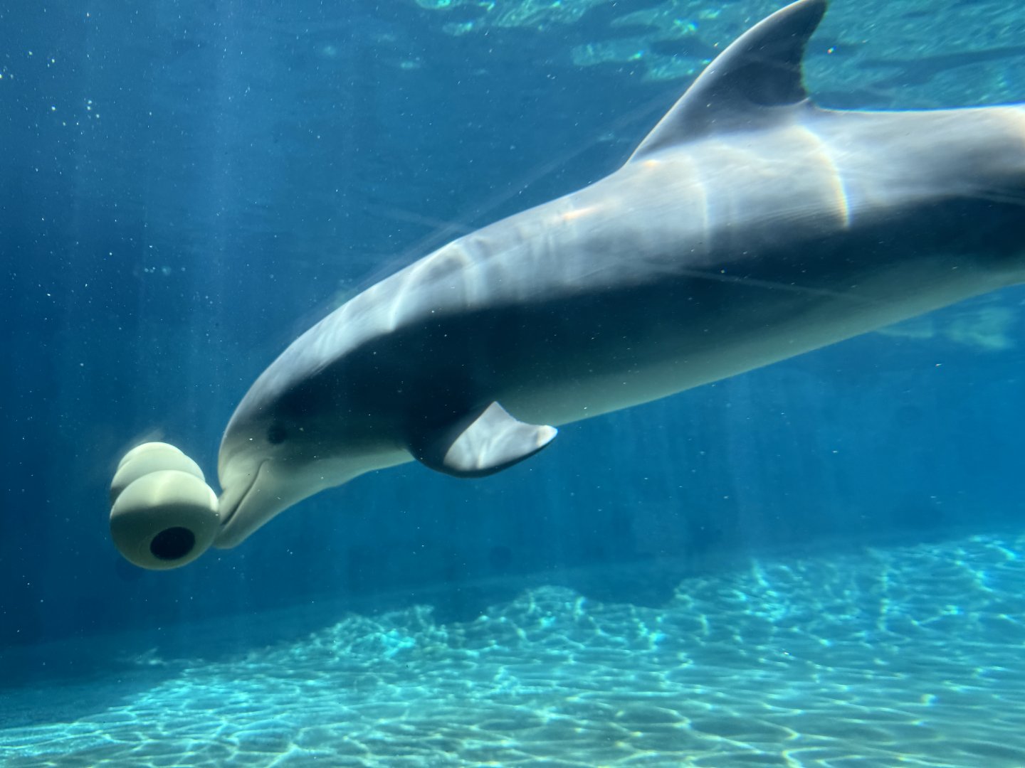 Bottlenose Dolphin playing with dog toy, Key West