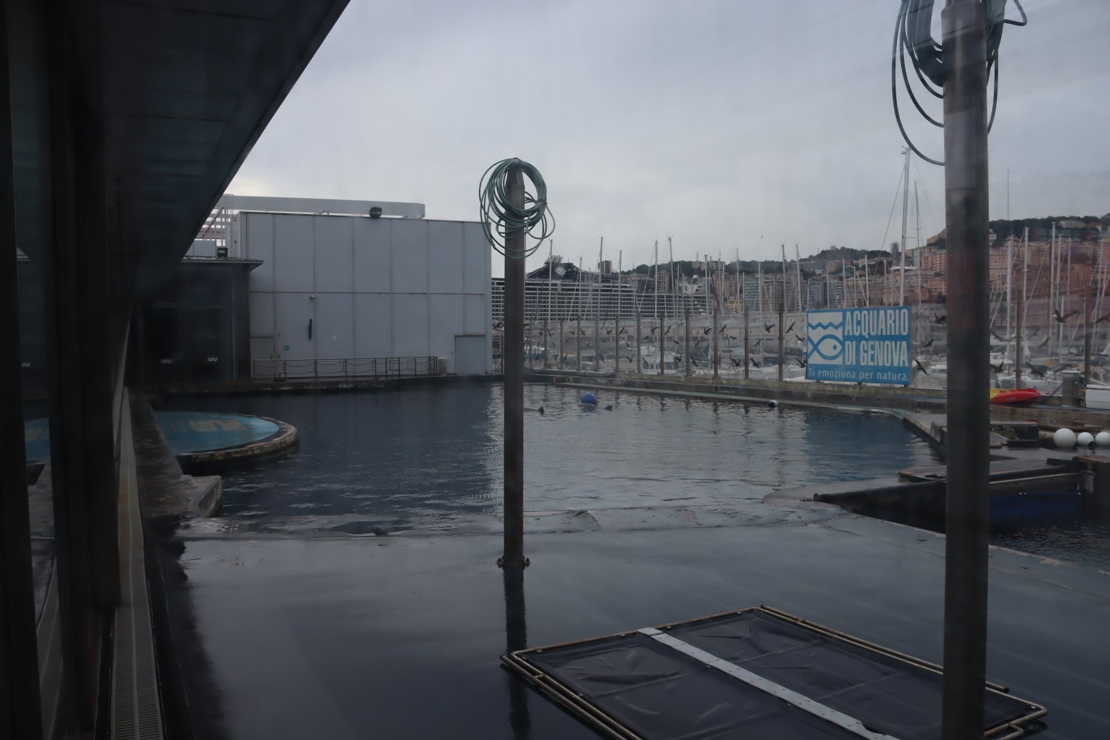 Bottlenose Dolphin Pool - 24 June 2024