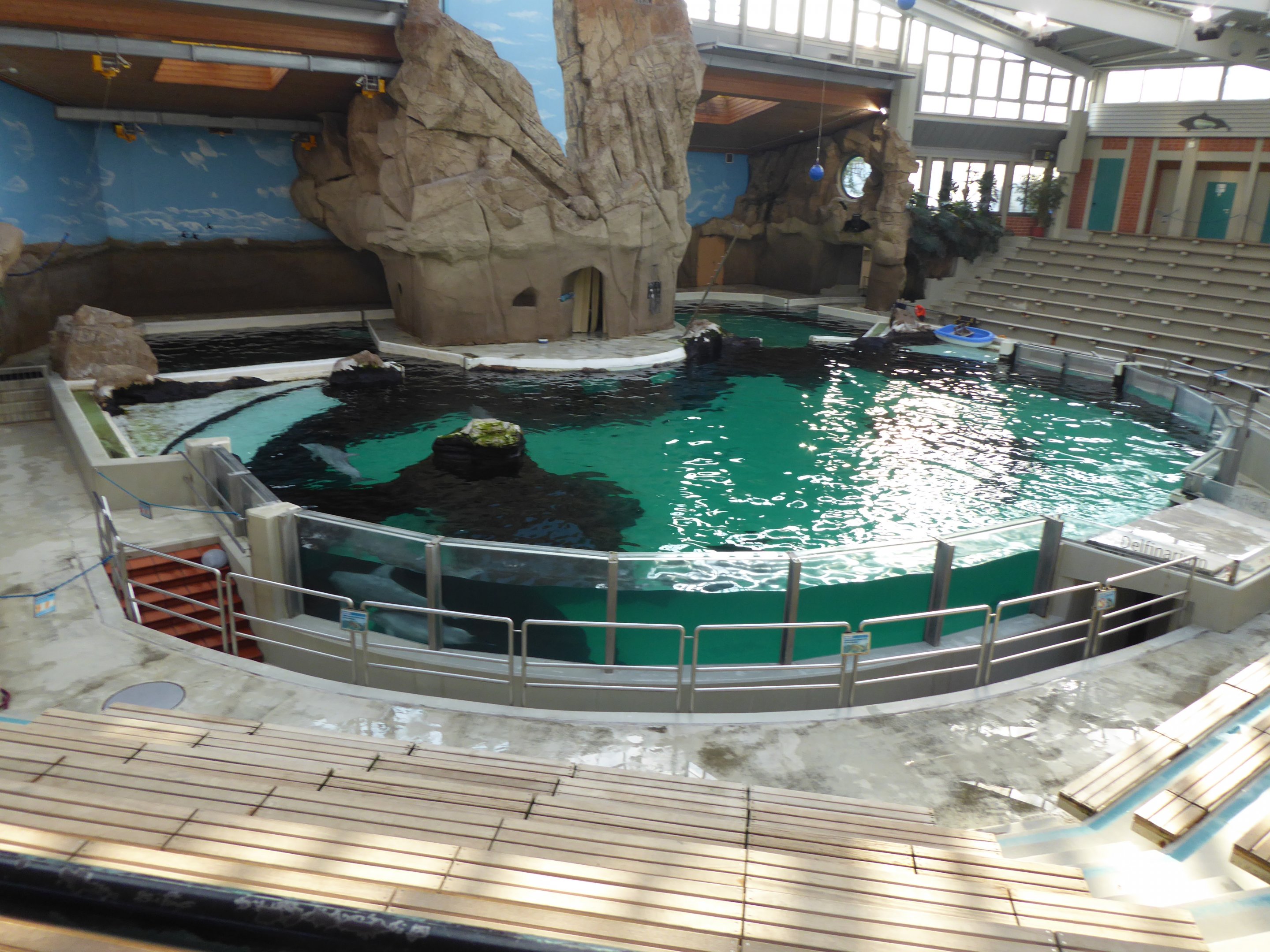 Bottlenose Dolphin pool