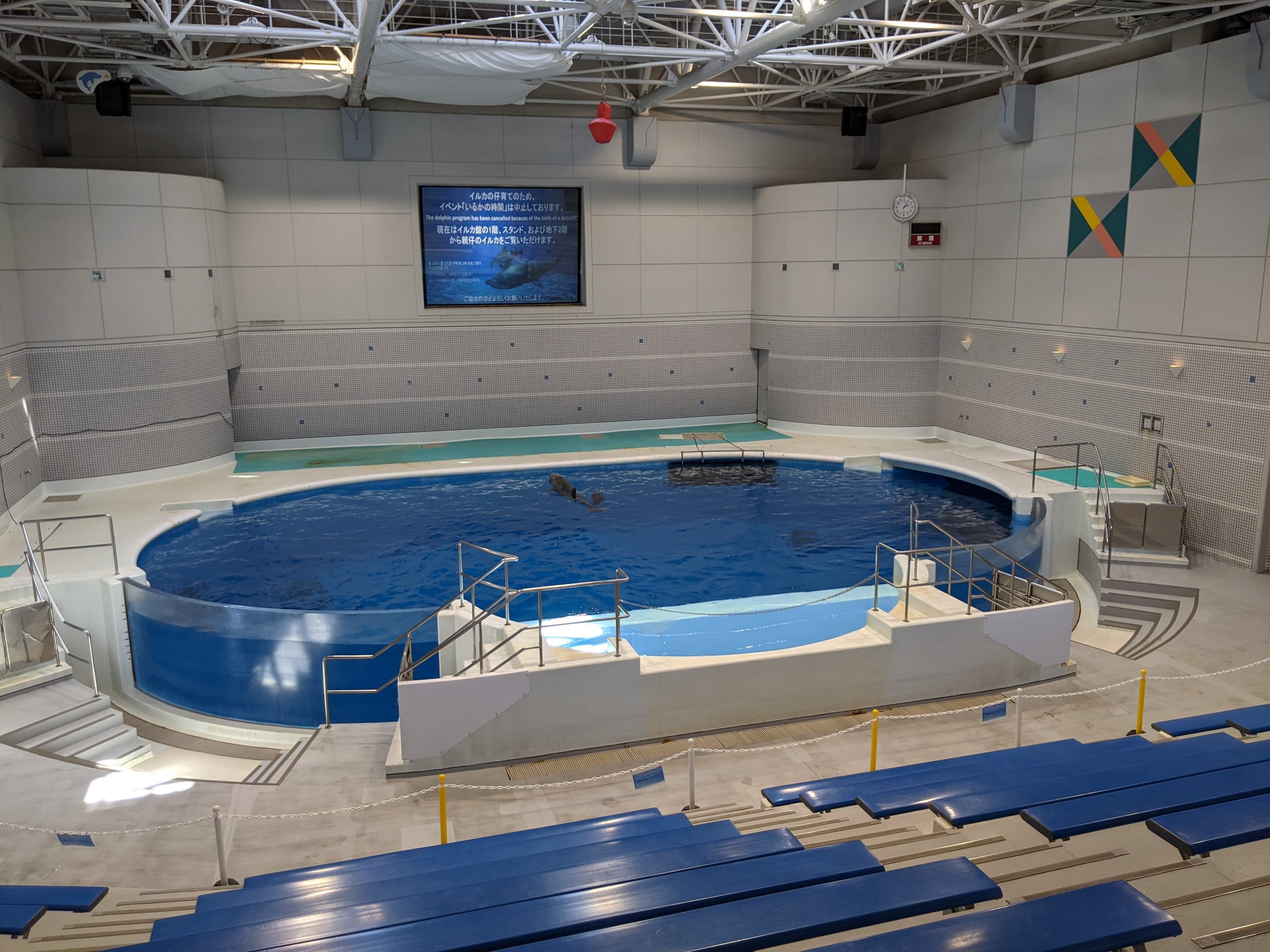 Bottlenose Dolphin pool