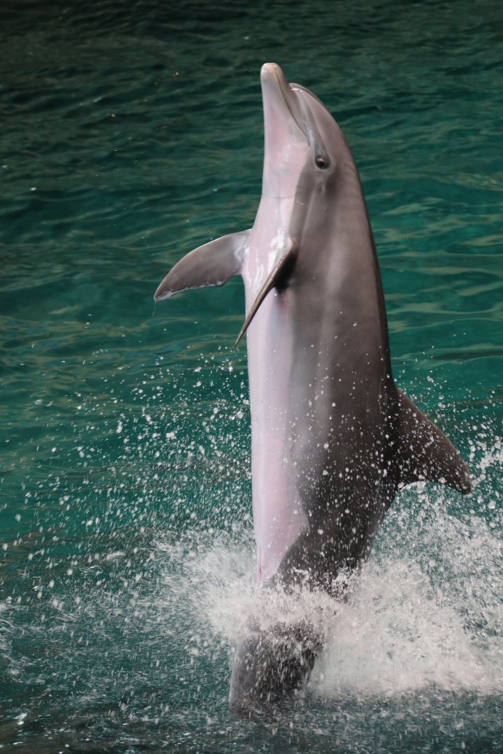 Bottlenose dolphin, SeaWorld Abu Dhabi
