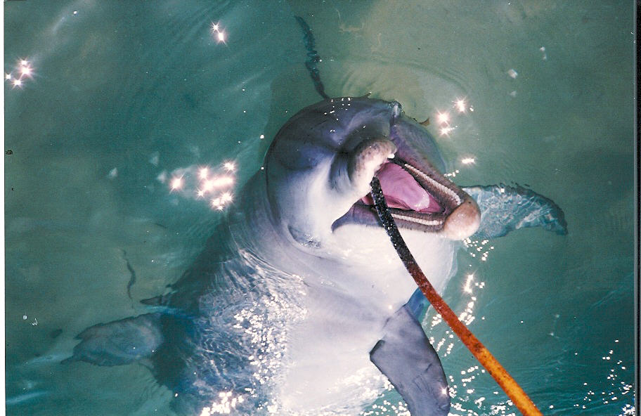 Bottlenose Dolphin - Shark Bay 1987