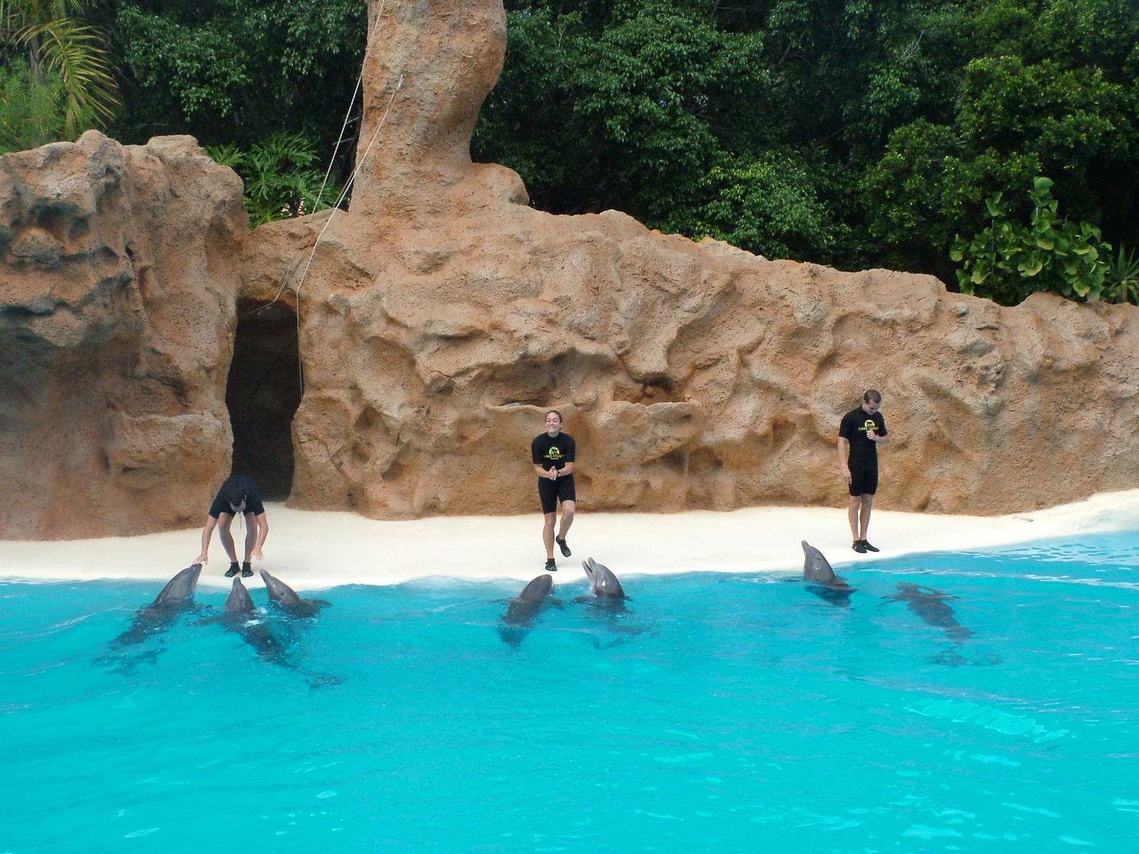 Bottlenose Dolphin Show at Loro Parque, 08/11/10