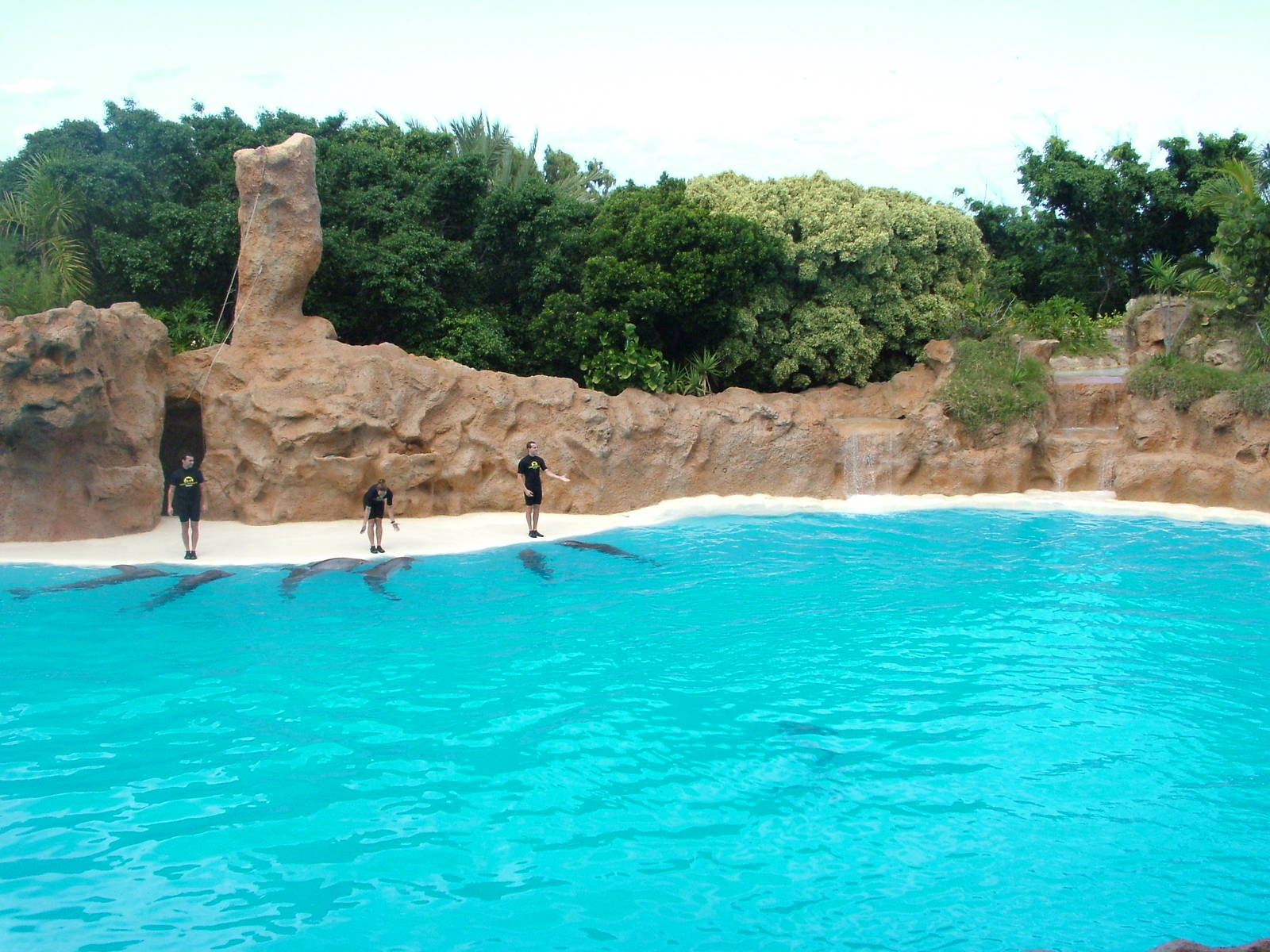 Bottlenose Dolphin Show at Loro Parque, 08/11/10