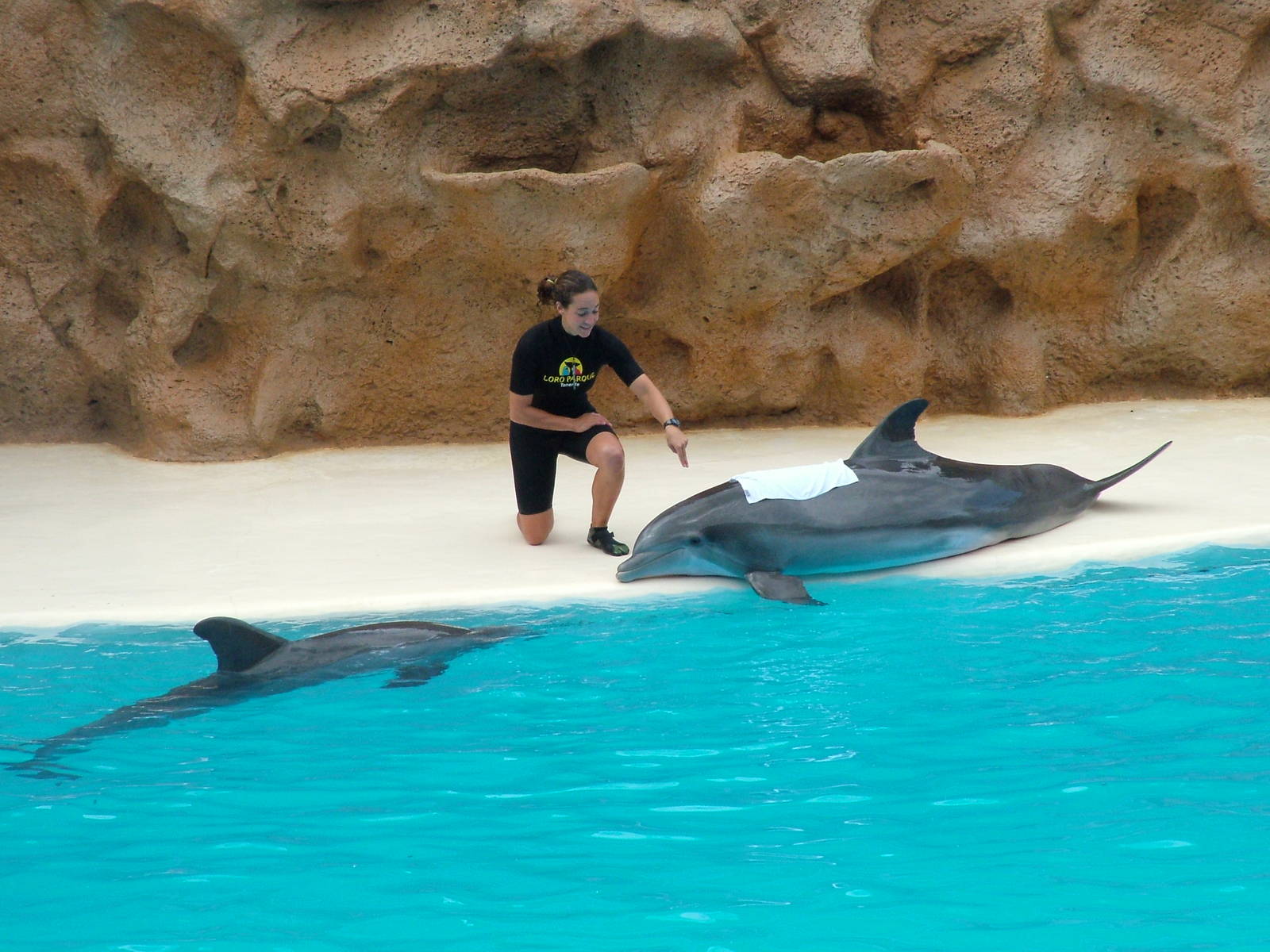 Bottlenose Dolphin Show at Loro Parque, 08/11/10