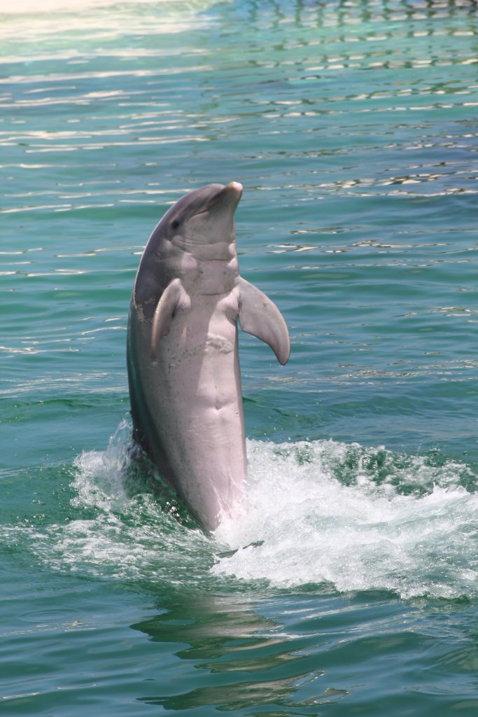 Bottlenose dolphin tail walk