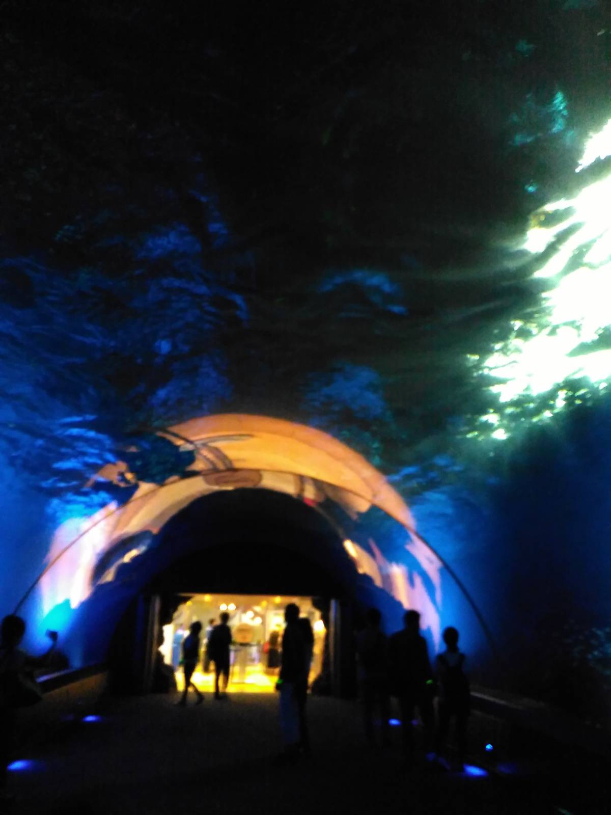 Bottlenose dolphin tank