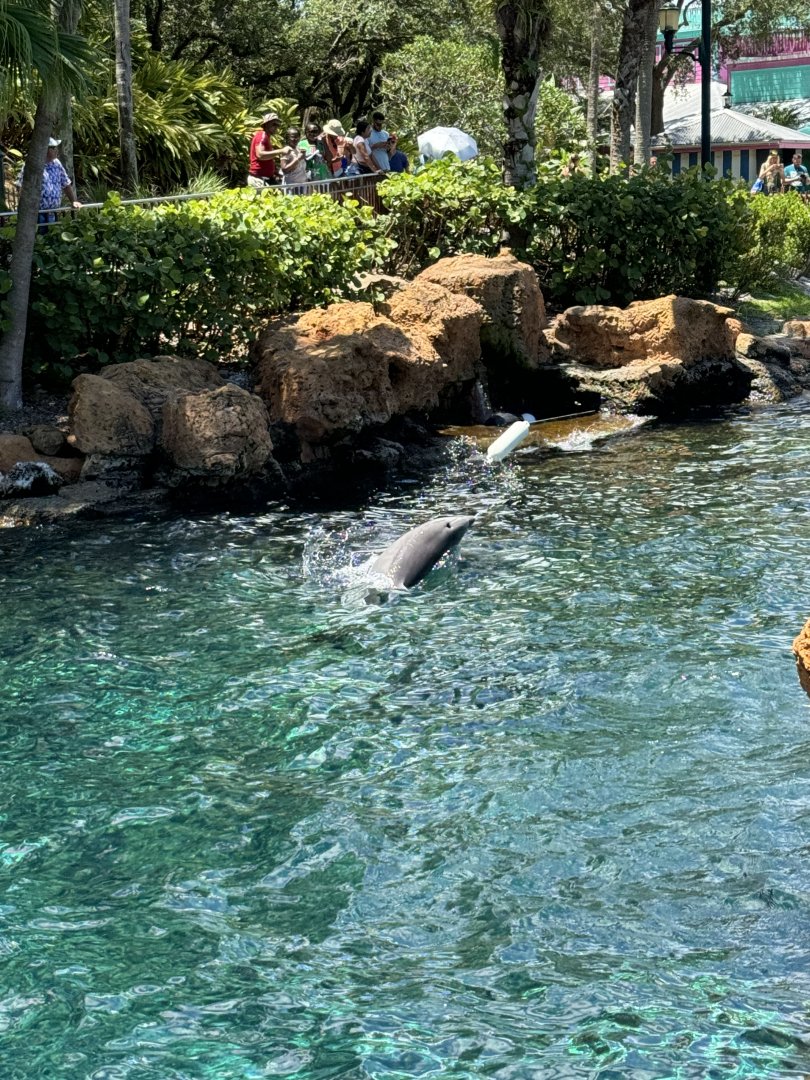Bottlenose Dolphin throwing toy, Key West