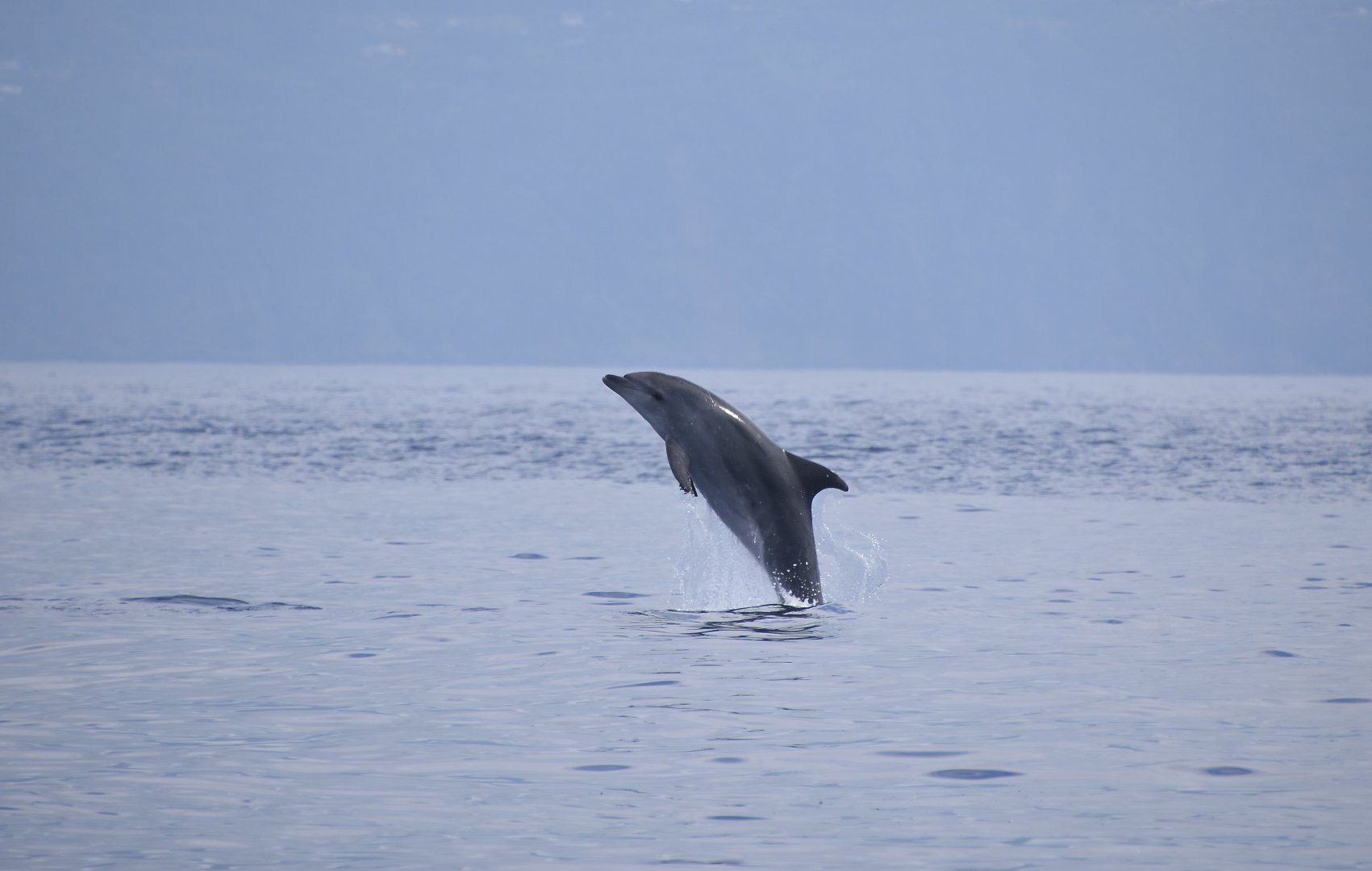 Bottlenose Dolphin (Tursiops truncatus truncatus) breaching