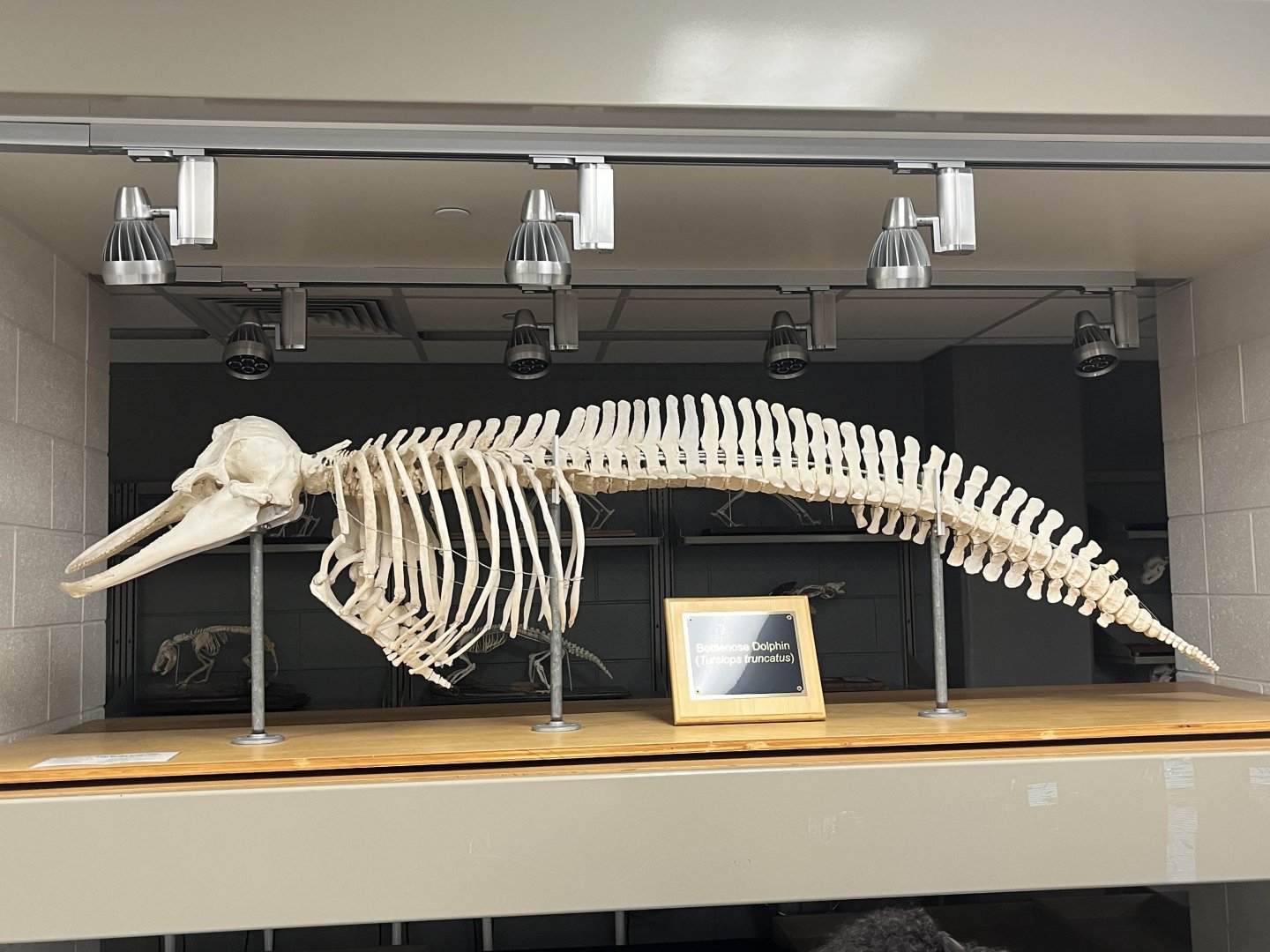 Bottlenose Dolphin (Tursiops truncatus) - Virginia-Maryland College of Veterinary Medicine