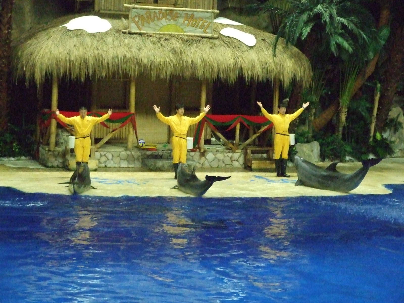 bottlenose dolphin (Tursiops truncatus)