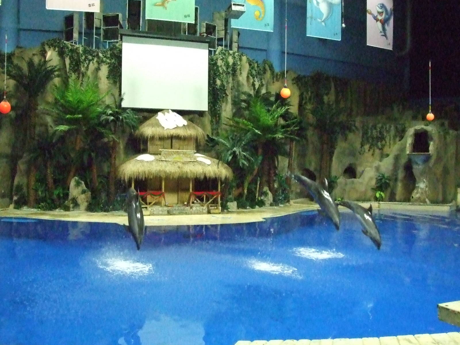 bottlenose dolphin (Tursiops truncatus)