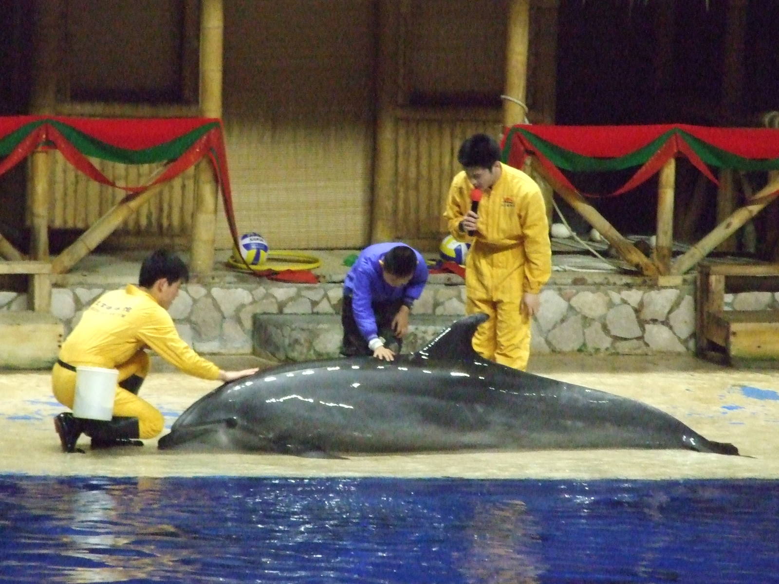 bottlenose dolphin (Tursiops truncatus)