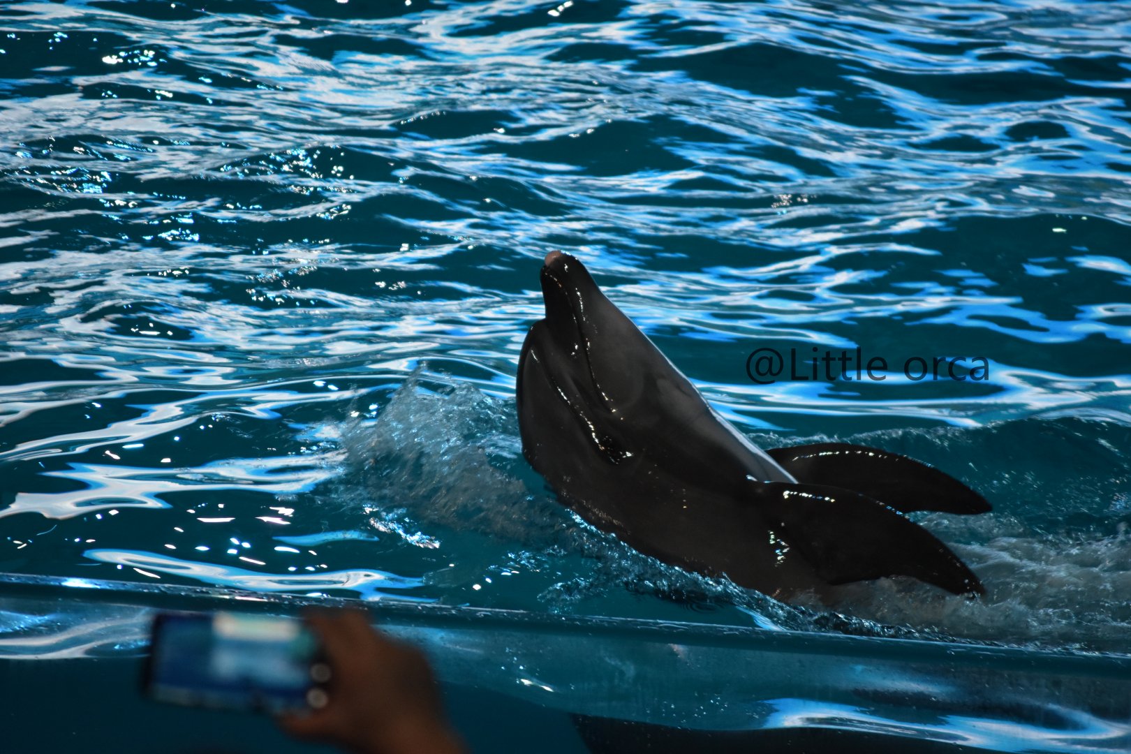 Bottlenose dolphin（Tursiops truncatus）