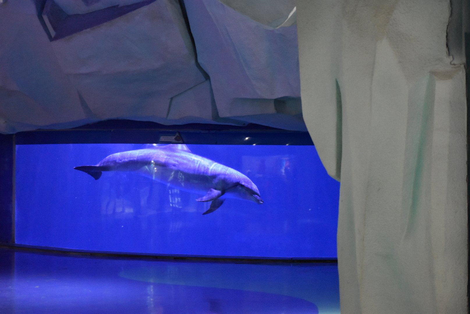 Bottlenose dolphin (Tursiops truncatus)