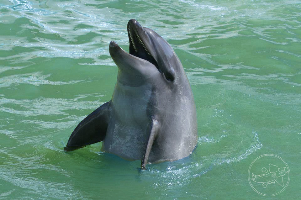 Bottlenose Dolphin (Tursiops truncatus)