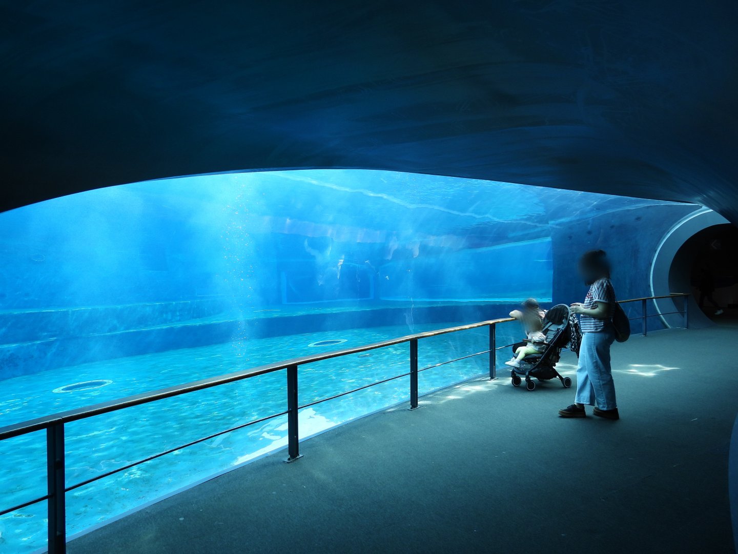 Bottlenose dolphin underwater view