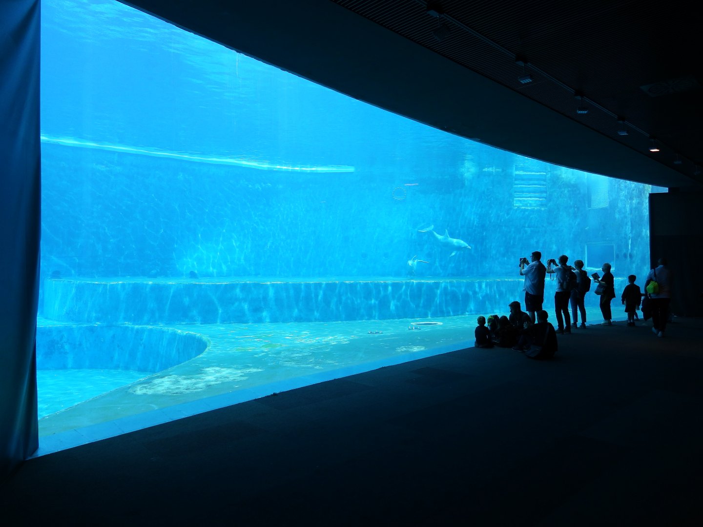 Bottlenose dolphin underwater view