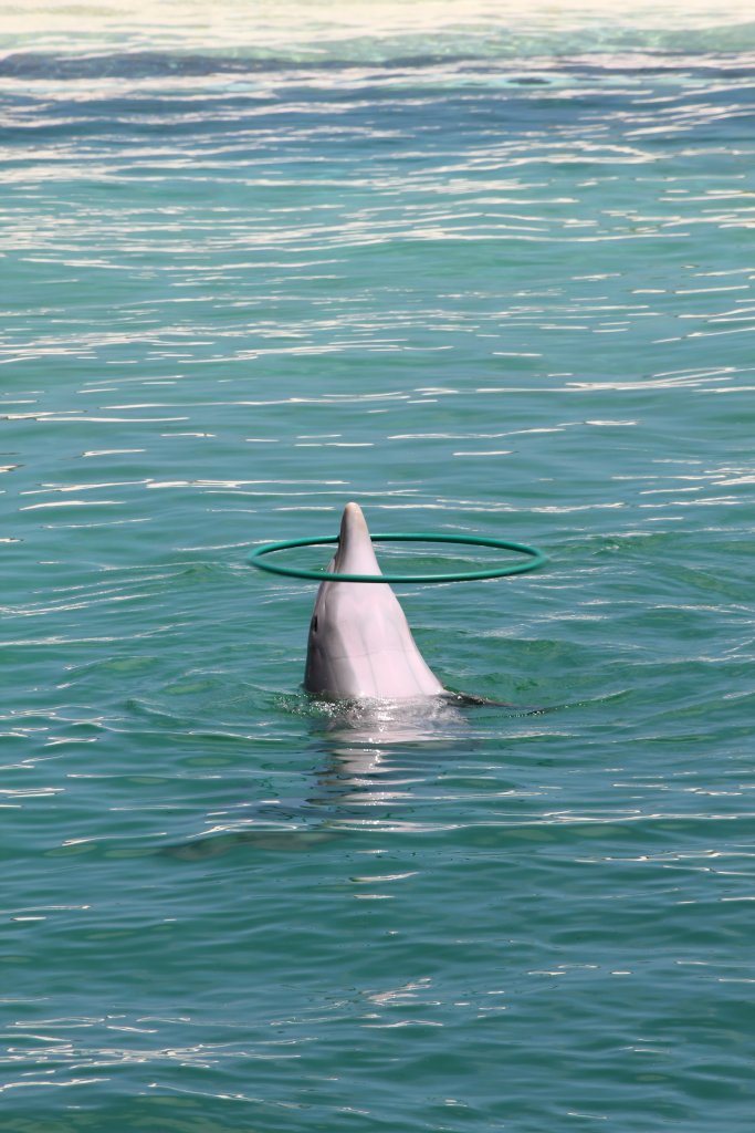 Bottlenose Dolphin with a Hula Hoop