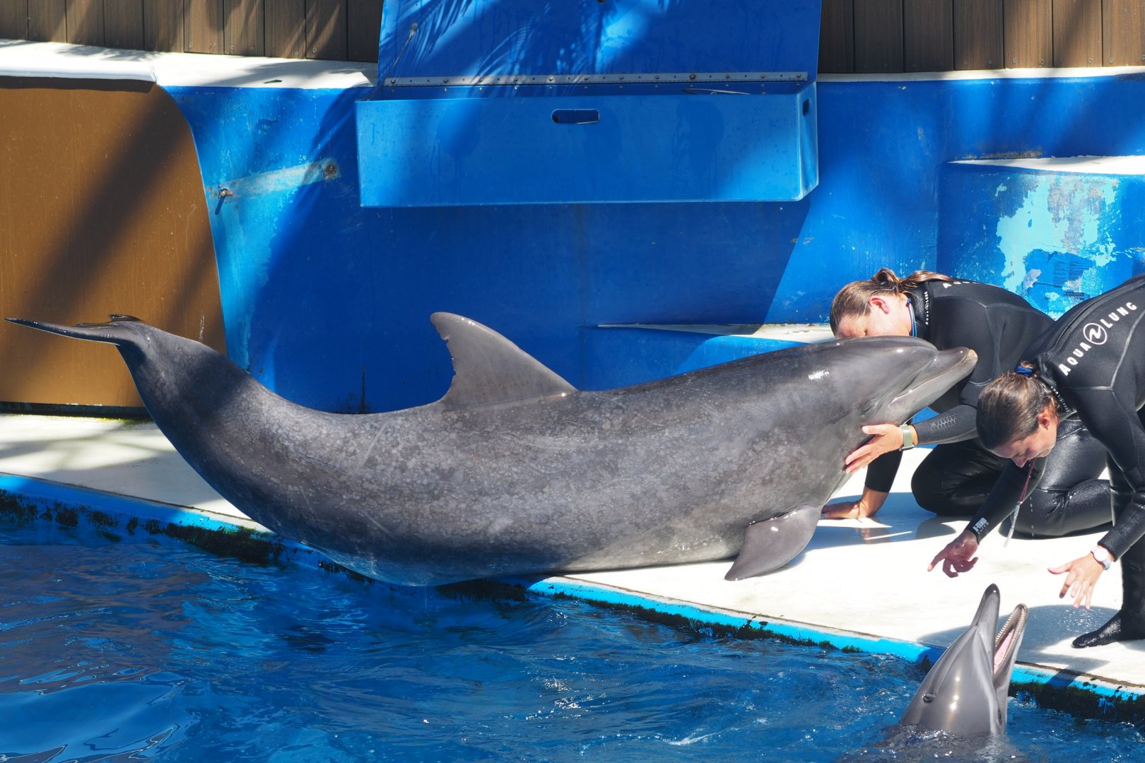Bottlenose dolphin with trainer