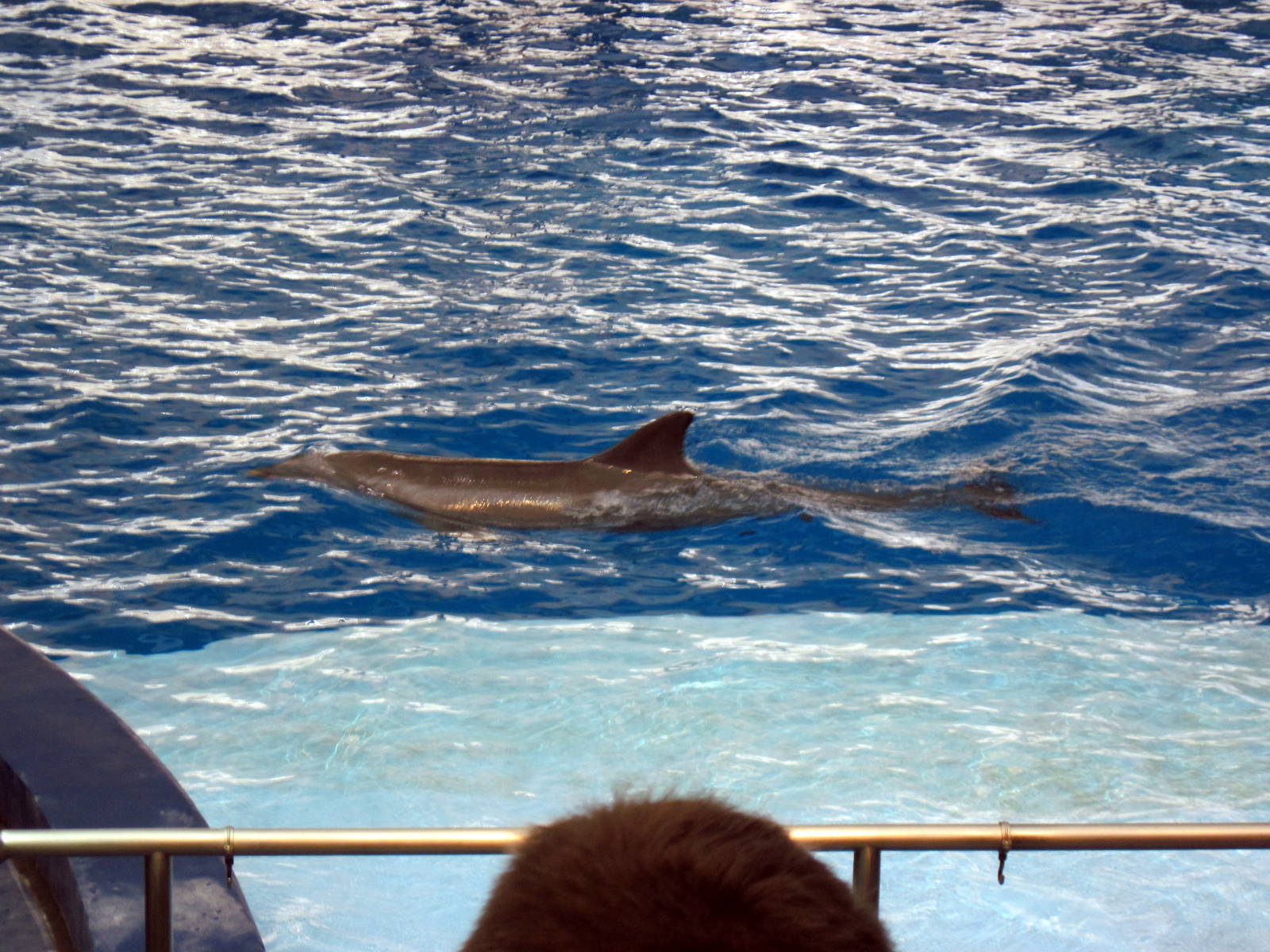 Bottlenose Dolphin