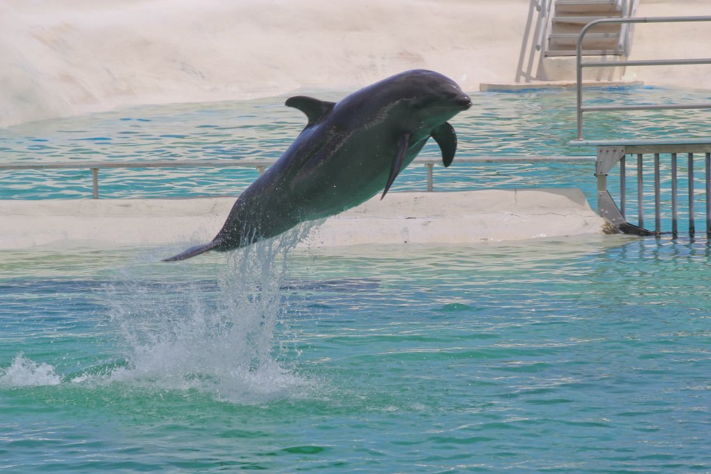 Bottlenose Dolphin