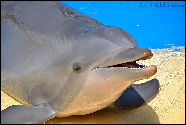 Bottlenose dolphin