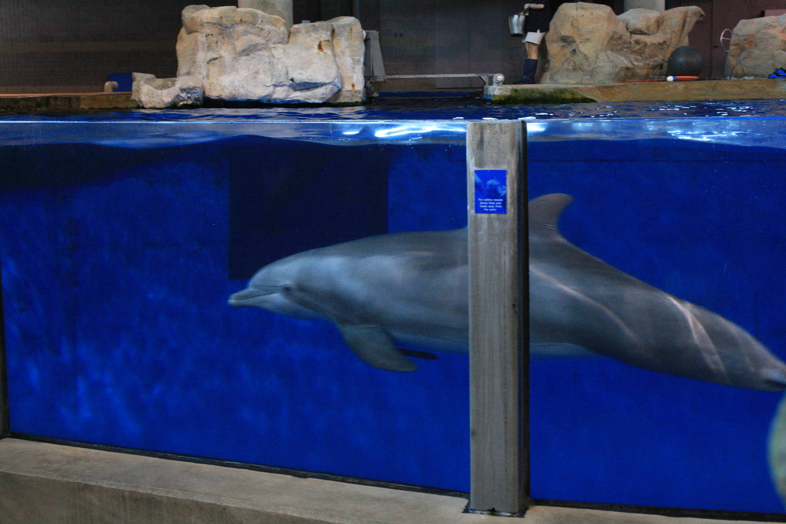 Bottlenose Dolphin