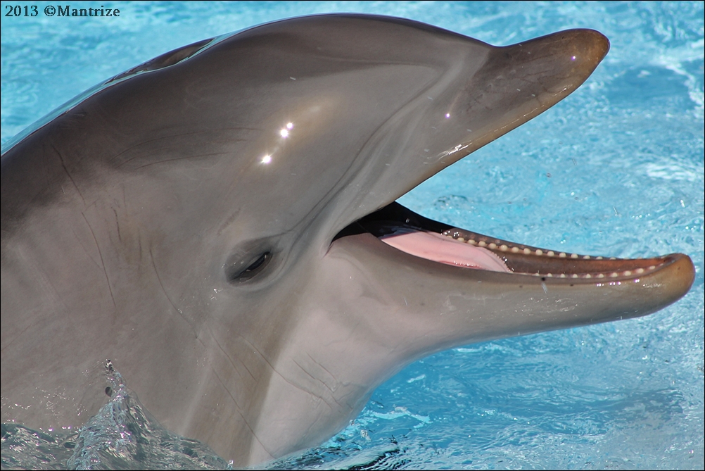 Bottlenose dolphin